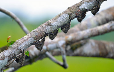 Long-nosed Bats.jpg