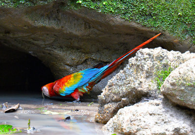 Macaw at Mineral Lick.jpg