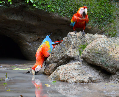 Macaw pair at lick.jpg