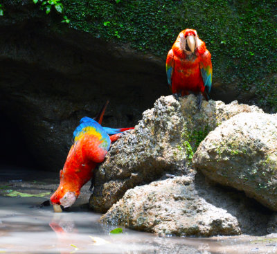 Macaw pair at lick2.jpg