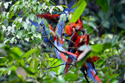 Macaws squabbling.jpg