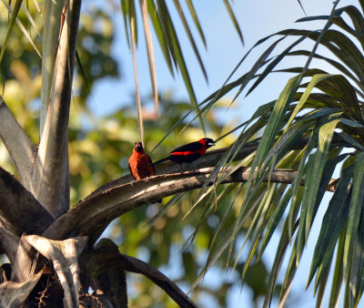 Masked Crimson Tanager pair.jpg