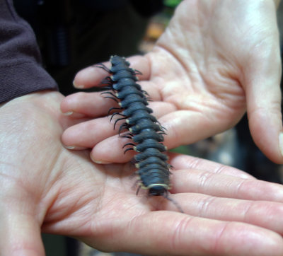 Millipede.jpg