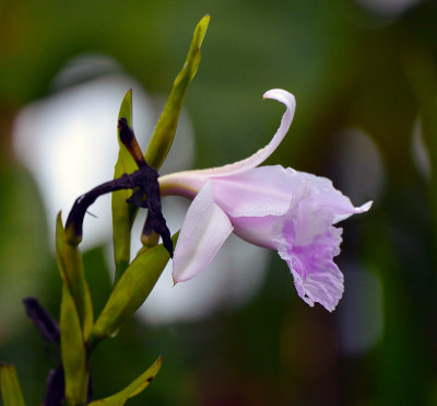 One-day Orchid.jpg