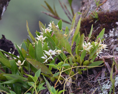 Orchid Epiphyte on Kapok Tree.jpg