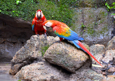 Pair of Macaws at Lick.jpg
