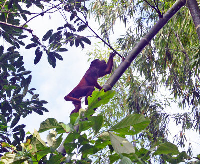 Red Howler Monkey.jpg