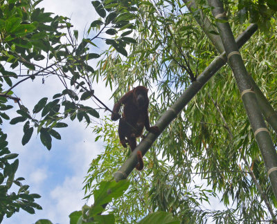 Red Howler Monkey2.jpg