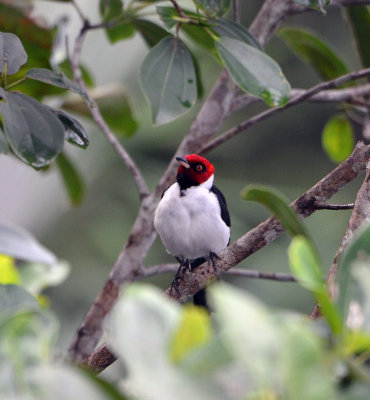 Red-capped Cardinal.jpg