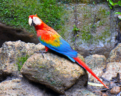 Scarlet Macaw at Mineral Spring.jpg