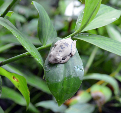 Sleeping Frog on Costus.jpg