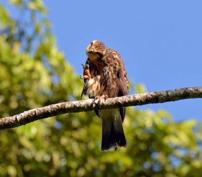 Snail Kite female.jpg