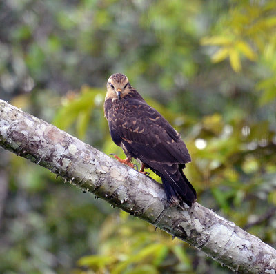 Snail Kite2.jpg