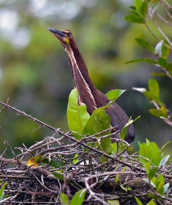 Tiger Heron on Nest.jpg