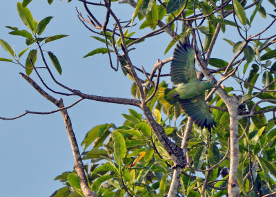 Tree Boa and Mealy Parrot.jpg