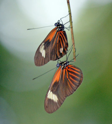 Two Butterflies.jpg