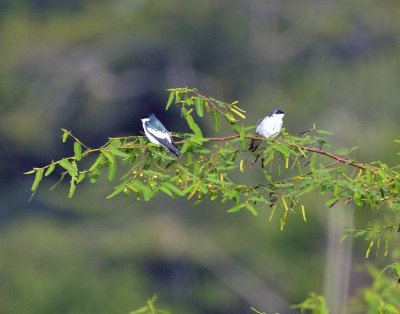 Two White-winged Swallows.jpg