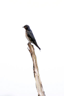 White-winged Swallow.jpg
