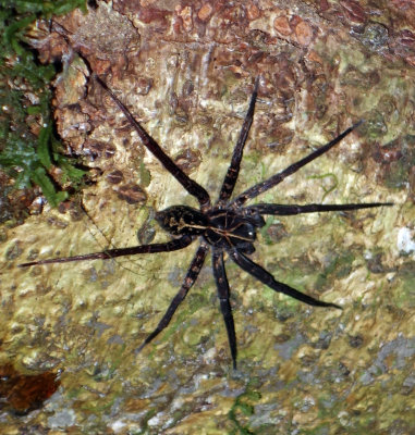 Wolf Spider.jpg