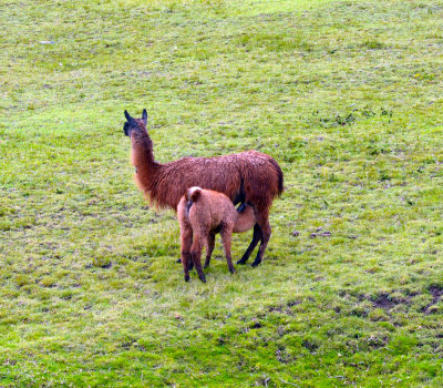 Nursing Llama.jpg