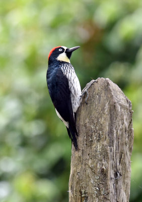 Acorn Woodpecker.jpg