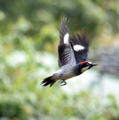 Acorn Woodpecker flying.jpg
