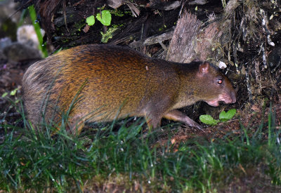 Agouti.jpg