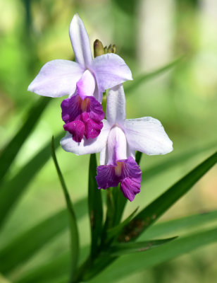 Bamboo Orchid.jpg