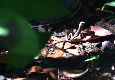 Basilisk Lizard, juvenile.jpg