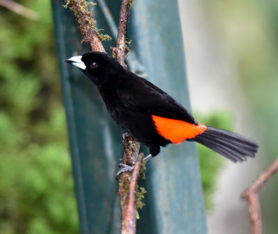 Cherrie's Tanager, male 2.jpg