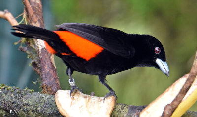 Cherrie's Tanager, male 3.jpg