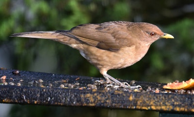 Clay-coloured Robin 2.jpg