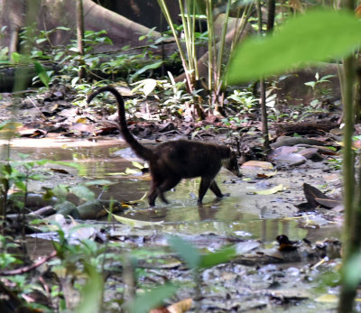 Coati Mundi.jpg