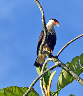 Crested Caracara.jpg