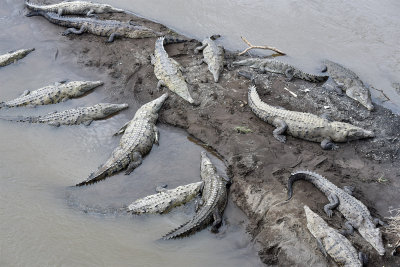 Crocodiles in Tarcoles River.jpg