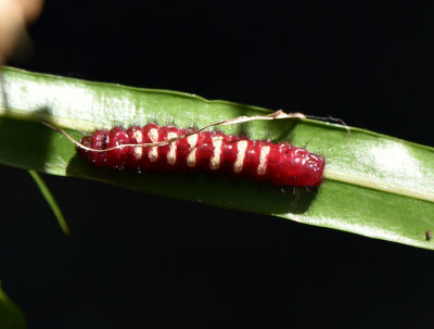 Eumaeus caterpillar on a cycad.jpg