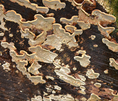 Fungus on log, Savegre.jpg