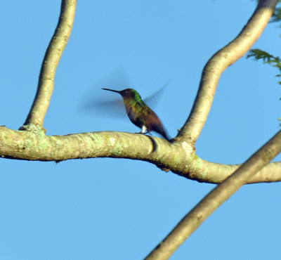 Hummingbird sp..jpg