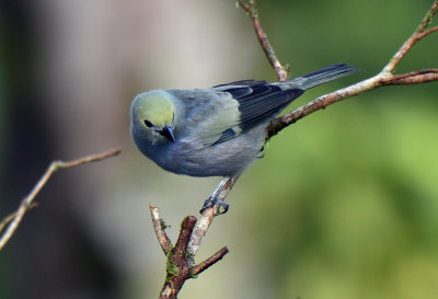 Palm Tanager with greenish head.jpg