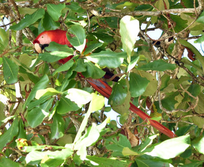 Scarlet macaw feeding in tree.jpg