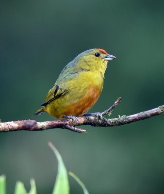 Spot-crowned Euphonia, female.jpg