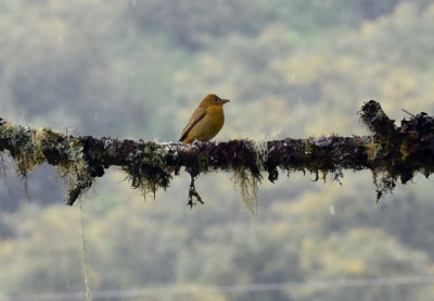 Summer Tanager female.jpg