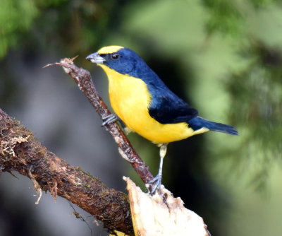 Thick-billed Euphonia, male.jpg