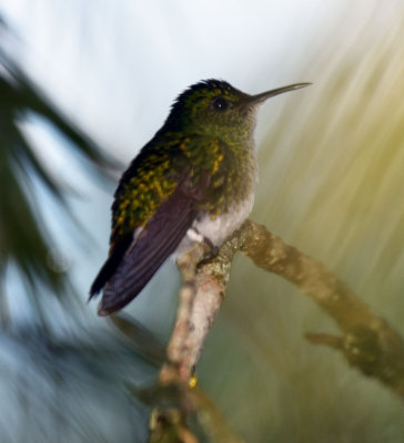 White-tailed Emerald 2.jpg