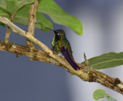 White-tailed Emerald.jpg