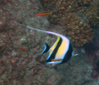 CostaRicaUW-12R Moorish Idol.jpg