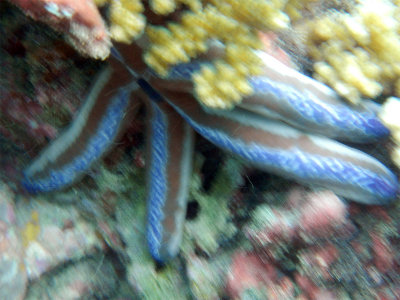 CostaRicaUW-15R Seastar.jpg