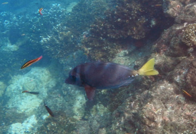 CostaRicaUW-21R Surgeonfish.jpg
