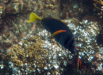 CostaRicaUW-22R Surgeonfish and rainbow wrasse.jpg