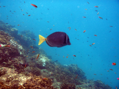 CostaRicaUW-23R Surgeonfish.jpg